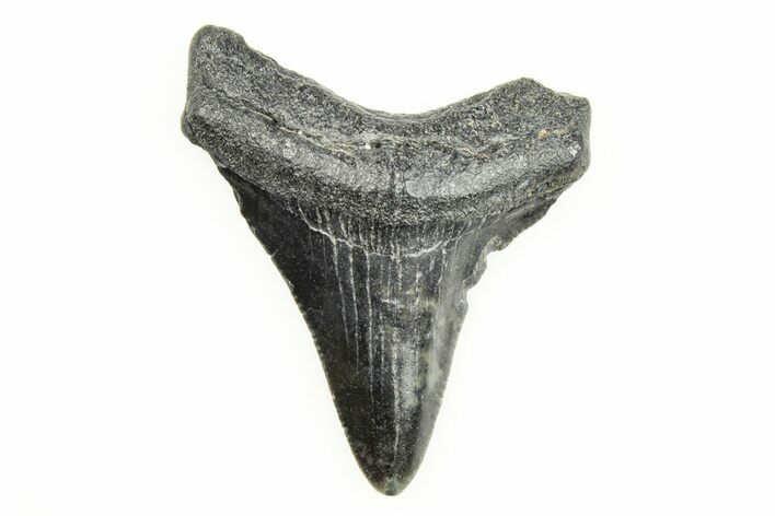 Juvenile Megalodon Tooth - South Carolina #196123
